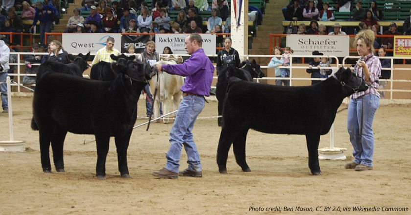 Rep. Winter asks Coloradans to ‘get out to the stock show’ and see the state’s $47 billion industry