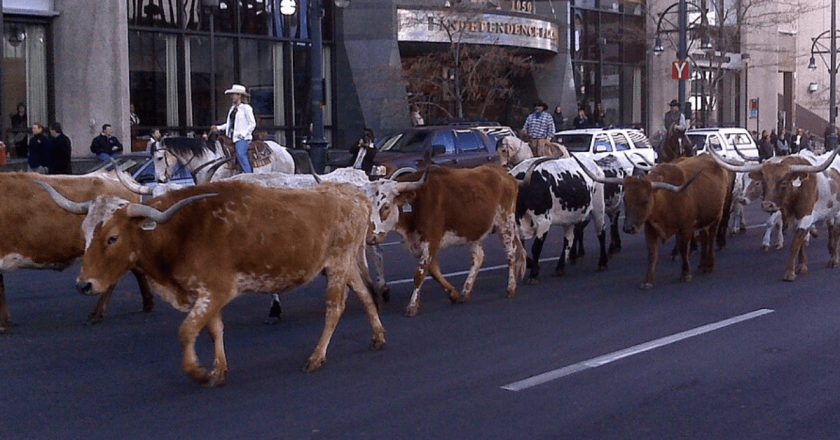 What to know about the 2025 National Western Stock Show Kick-Off Parade