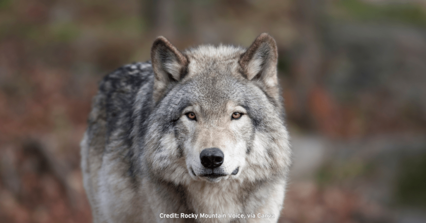 Reward upped to $100K after dead wolf found with gunshot wound in Colorado