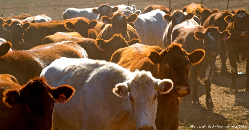 Will Colorado Springs’ growth come at cost to Eastern Plains? Farmers say yes.