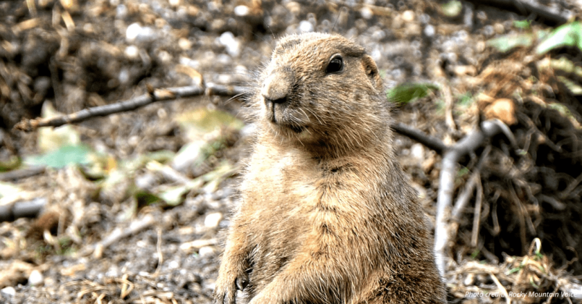 Colorado’s own Flatiron Freddy also made his Groundhog Day prediction