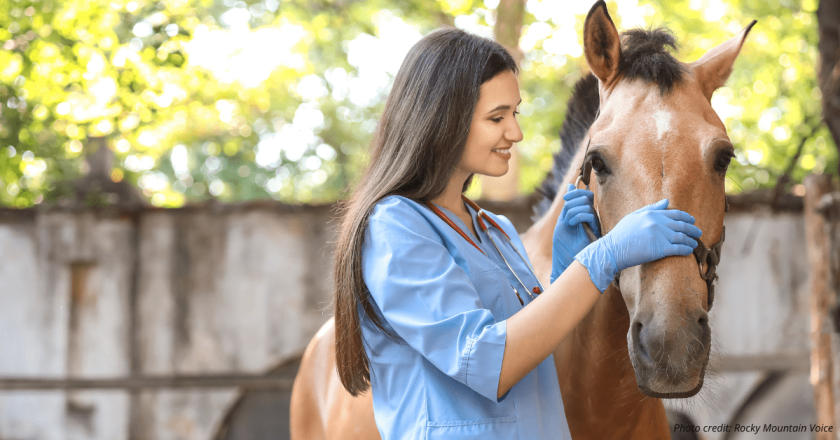 In fix to vet shortage, HB 1131 will graduate more vets, CSU dean says as measure advances in Senate