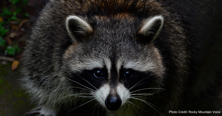 There’s an ‘outbreak’ of sick racoons in Arapahoe County, officials say