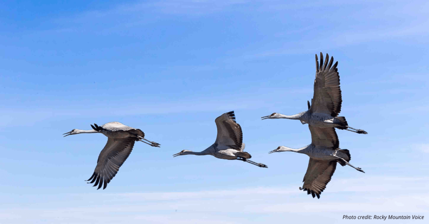 Sandhill cranes arrive in Colorado, untouched by bird flu that killed 2,000 in Indiana