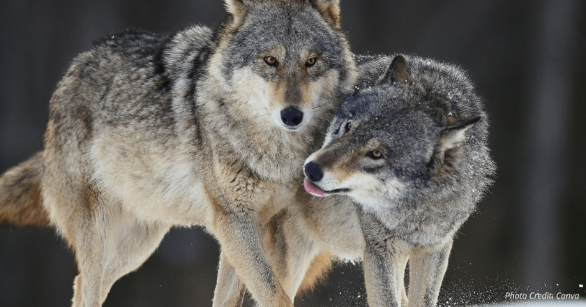 Colorado ranchers and commissioners urge halt on wolf ballot measure, seek better management plan from state