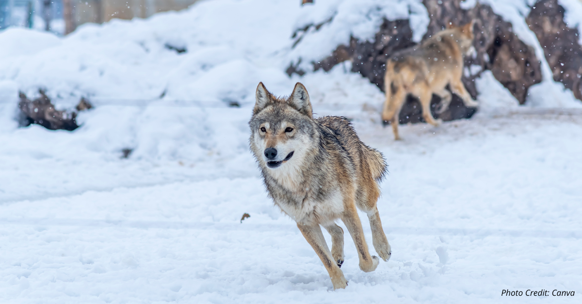 Colorado Joint Budget Committee addresses wolf reintroduction concerns with budget footnotes