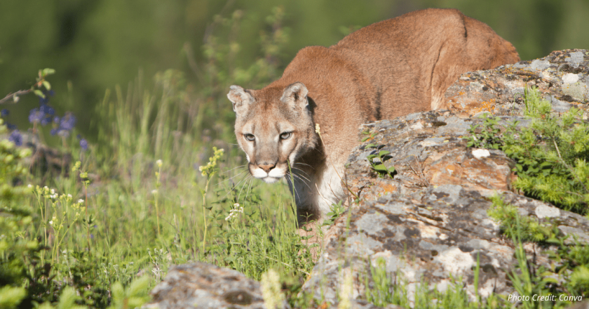 Colorado Parks and Wildlife settles with hunting groups that sued claiming commissioners violated open meetings rules