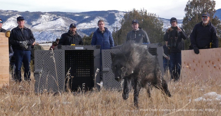 Wolf being released in wilderness in Colorado
