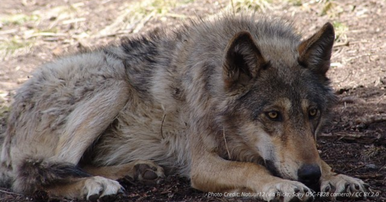 Gray wolf laying on ground at dusk