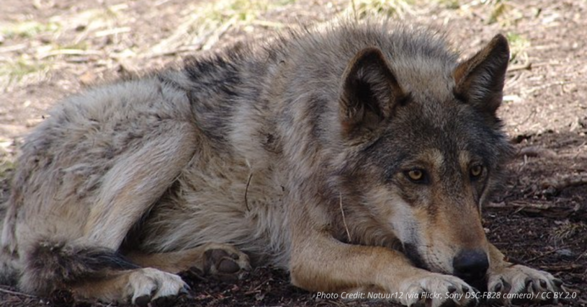 Federal Investigation Finds Vehicle Likely Killed Colorado Wolf