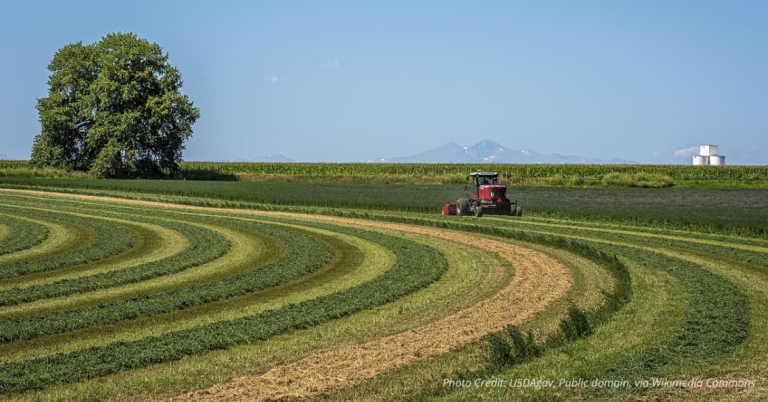 Brad Moos and daughter windrow alfalfa near Eaton, Colorado with tractor and Rocky Mountains backdrop, August 2019