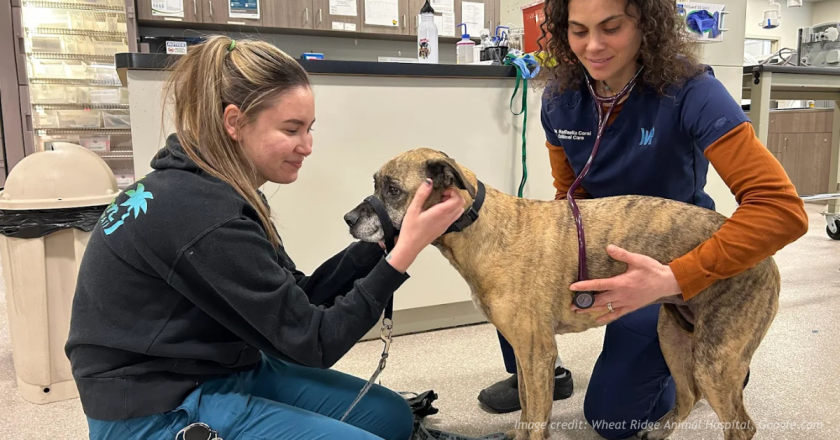Secret Santa Pays Emergency Vet Bills for Families in Wheat Ridge