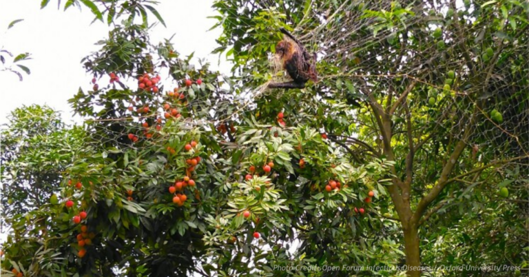 Bat caught in orchard netting during Bangladesh spillover study