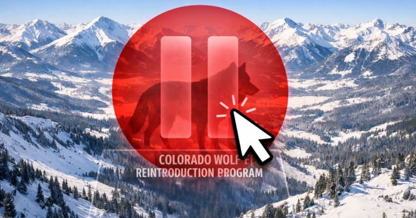 Federal Pressure Forces Colorado To Halt Wolf Reintroductions