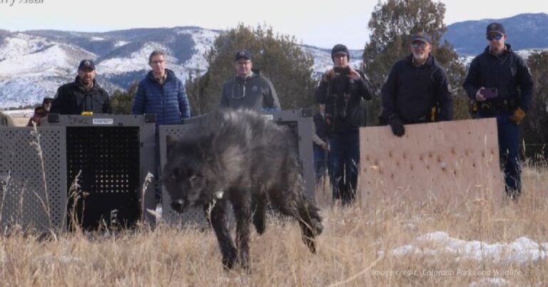 Colorado Parks and Wildlife team releases wolf.