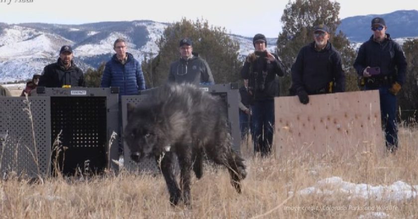 Colorado Wolf Program Faces Scrutiny As Survival Rate Falls To 44 Percent