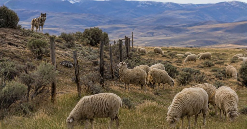 Wolf overlooking sheep behind a fence in northwest Colorado ranch country.