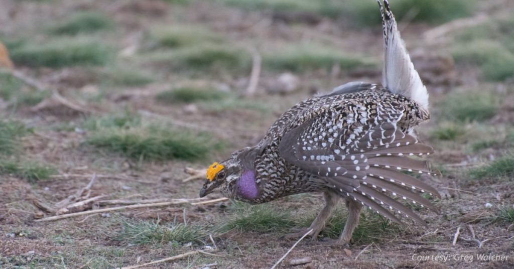 Columbian sharp-tail grouse on reclaimed coal mine land in Moffat County, Colorado