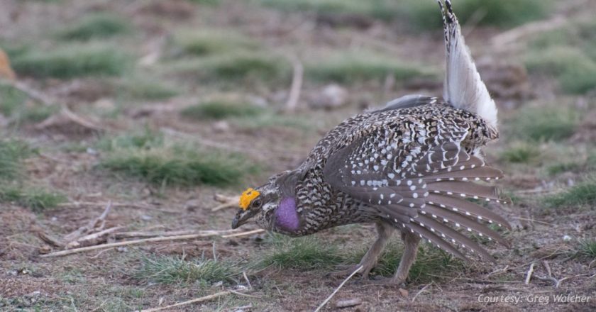 The conservation success story hidden in Colorado’s coal country