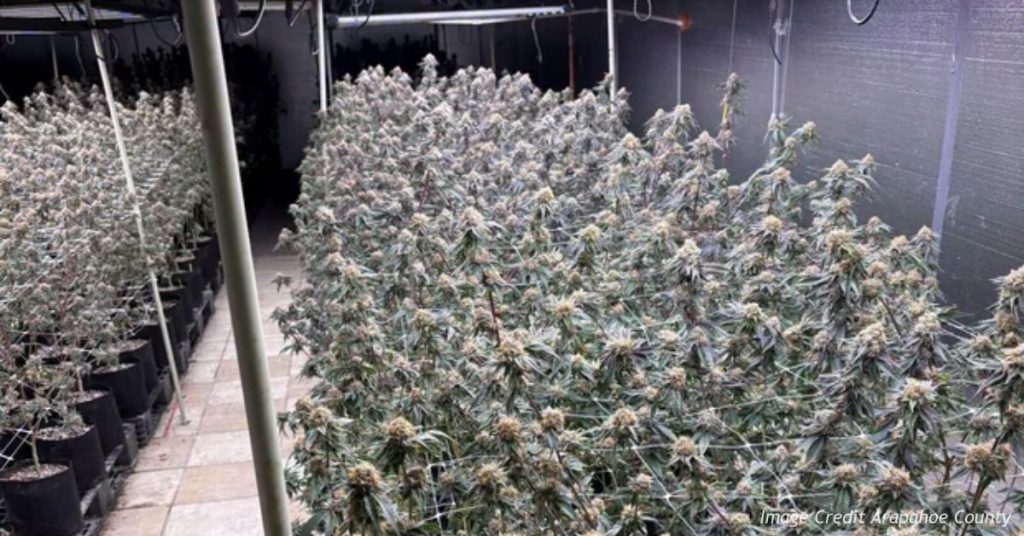 Rows of marijuana plants inside an illegal grow operation raided by the Arapahoe County Sheriff's Office near Bennett.