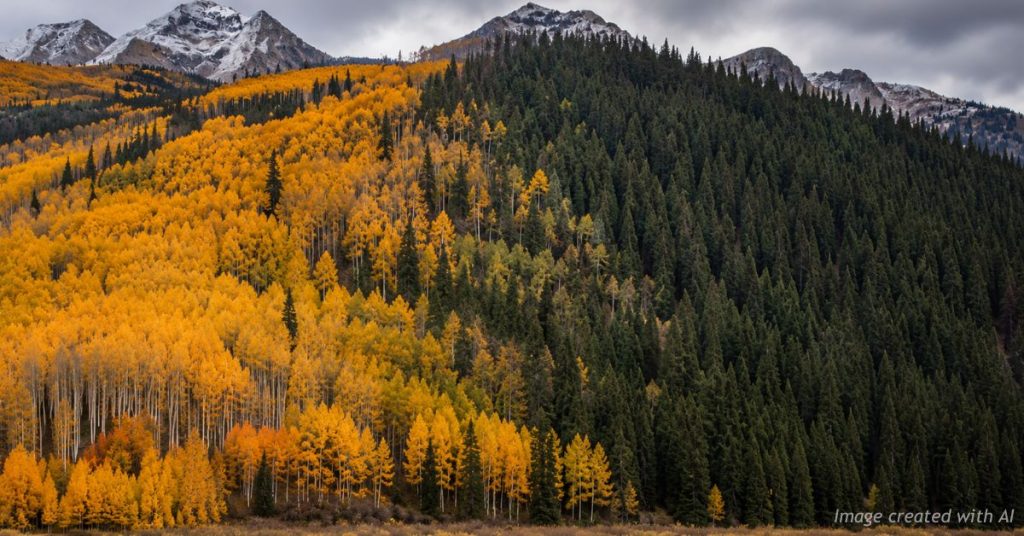 Colorado mountains divided between healthy aspens and expanding conifer forest.