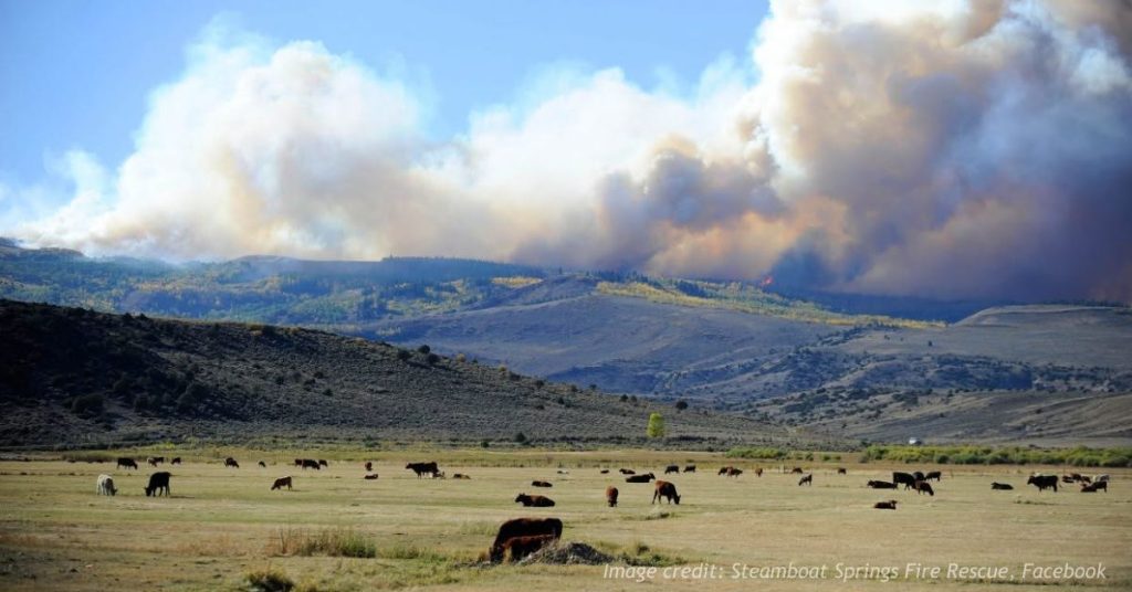 Smoke rises from a Routt County wildfire above a field of grazing cattle in northwest Colorado.